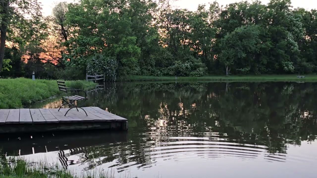 Relax, Study or Sleep with Spring Sunset on Pond. Live Nature ASMR Sounds.