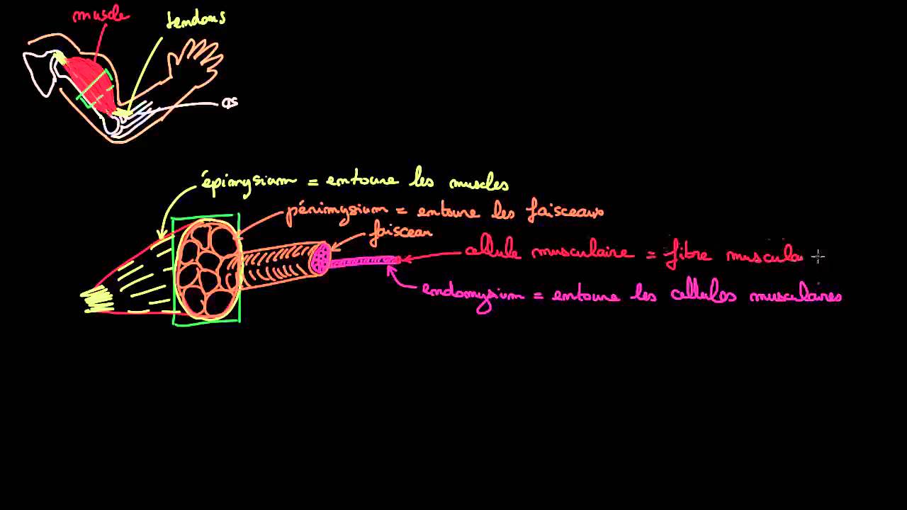 Du muscle au sarcomere