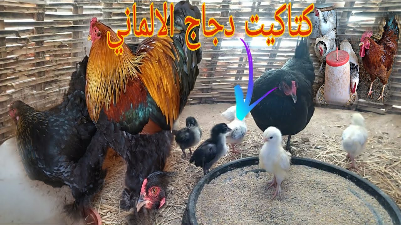 تربية دجاج فين وصلو الكتاكيت مع دجاج البلدي أول يوم في رمضان ولاعة مع الدجاج أيام سيماني البراهما