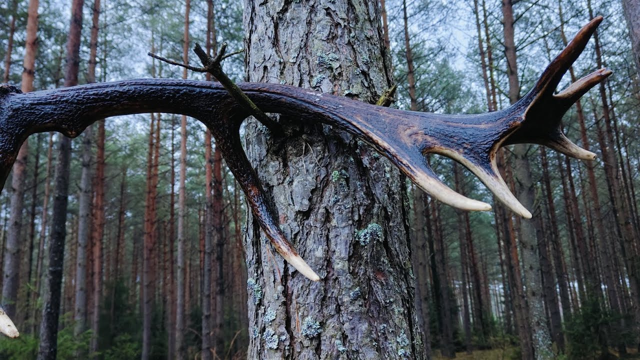 Niespodziewana petardka🧨, zrzut jelenia na koniec roku🦌🌲🌳🌲