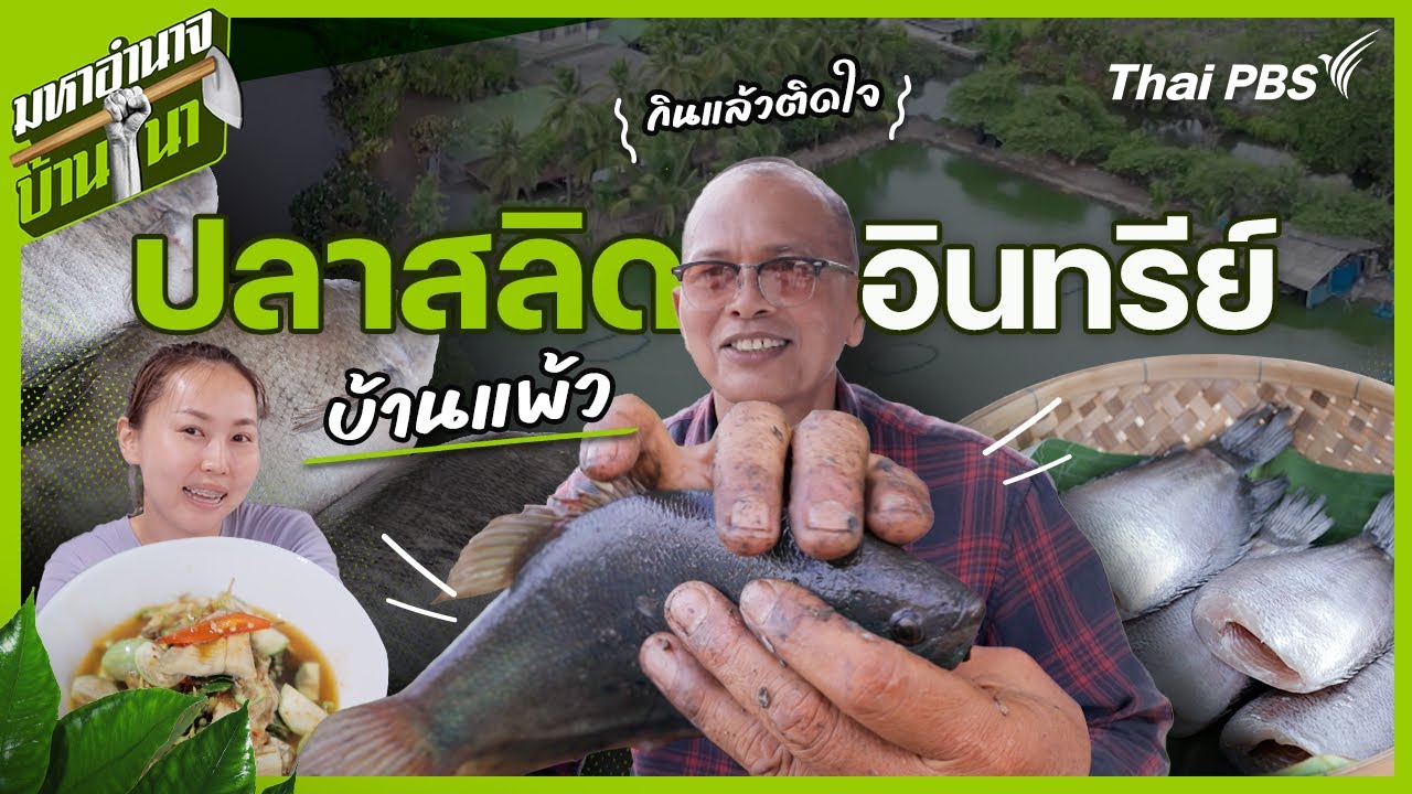 ปลาสลิดอินทรีย์บ้านแพ้ว กินแล้วติดใจ | มหาอำนาจบ้านนา