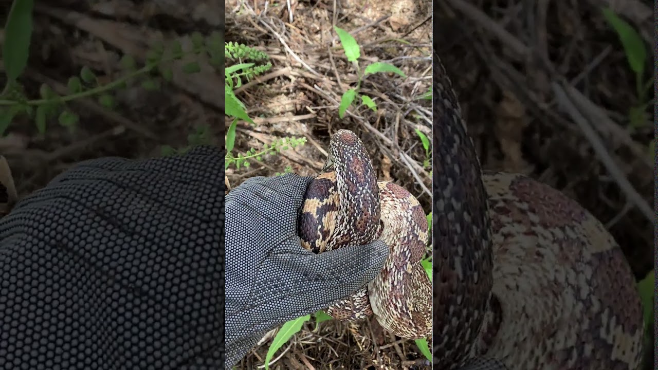 Inside a Packrat Nest – Why do snakes like it so much?