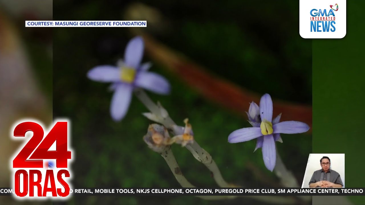 Bulaklak na huling nakita noong 1890s, muling namukadkad sa Masungi Georeserve | 24 Oras
