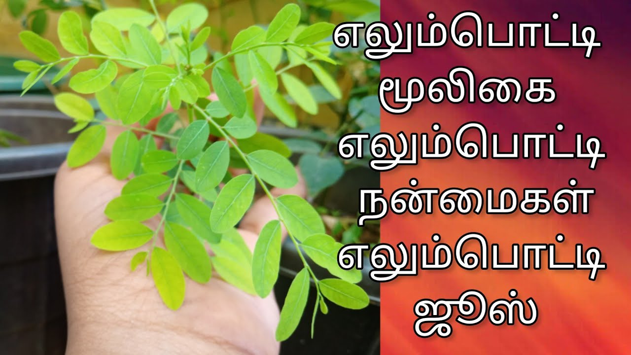 எலும்பொட்டி மூலிகை இலை ஜூஸ் Elumbotti medicinal juice