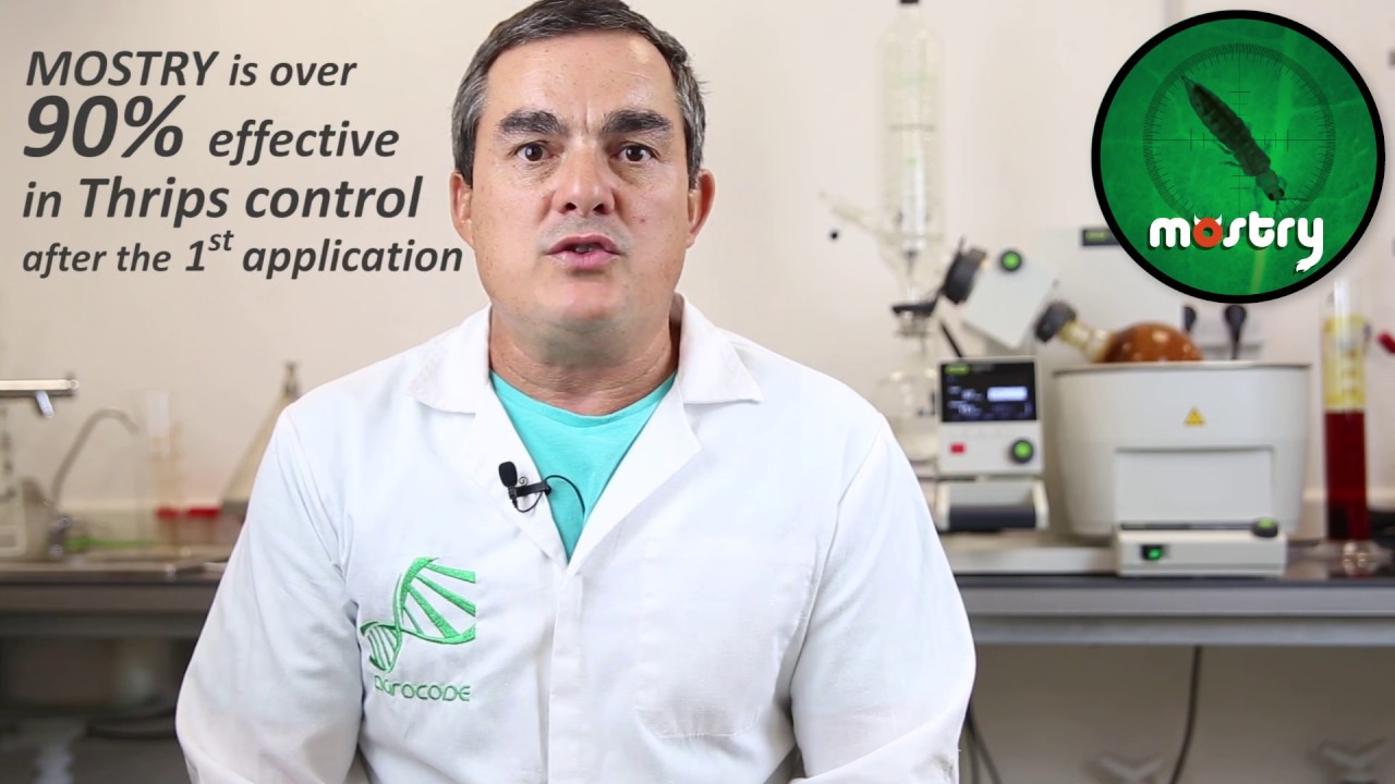 How to control thrips with the bio-insecticide Mostry | Agrocode