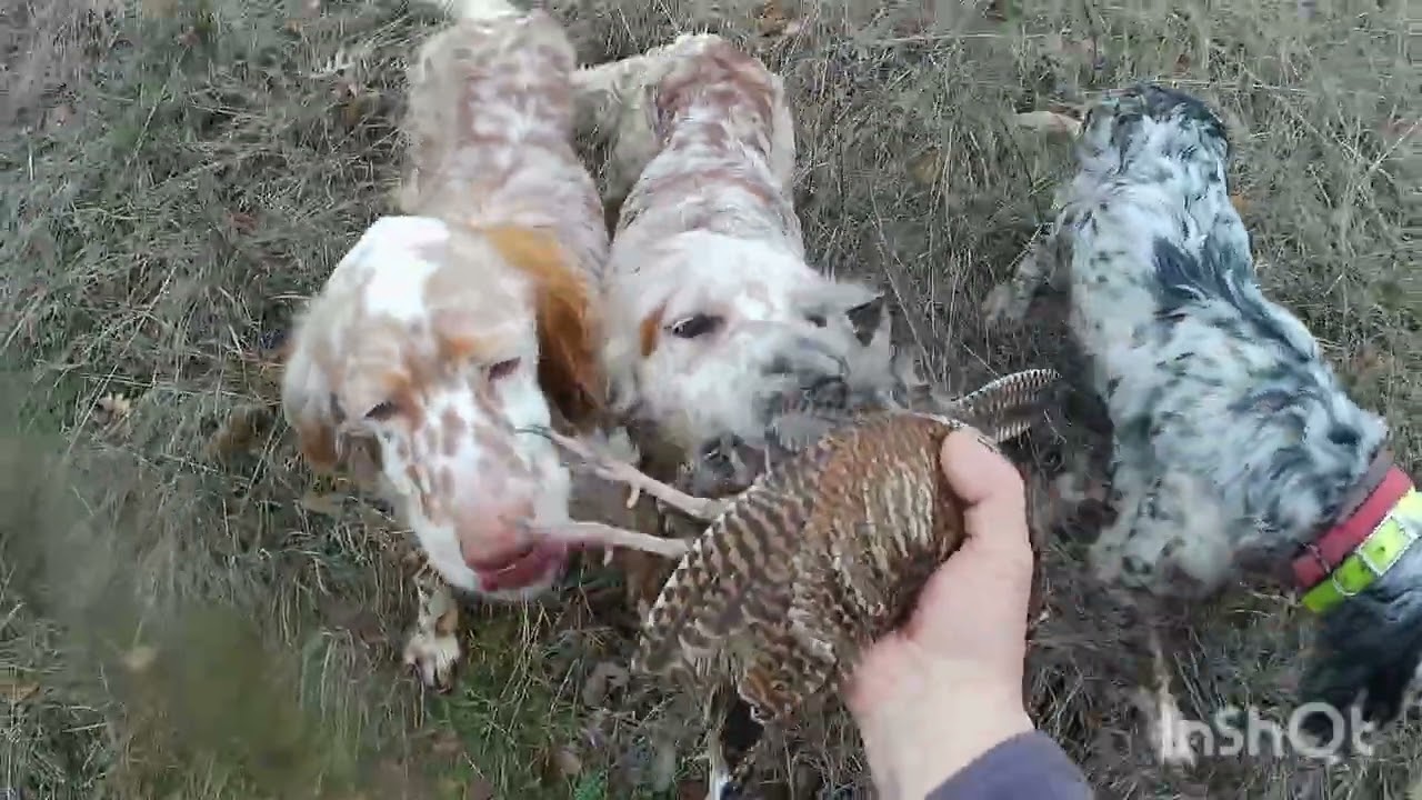 Κυνήγι Μπεκάτσας Έβρος 24/1/26
