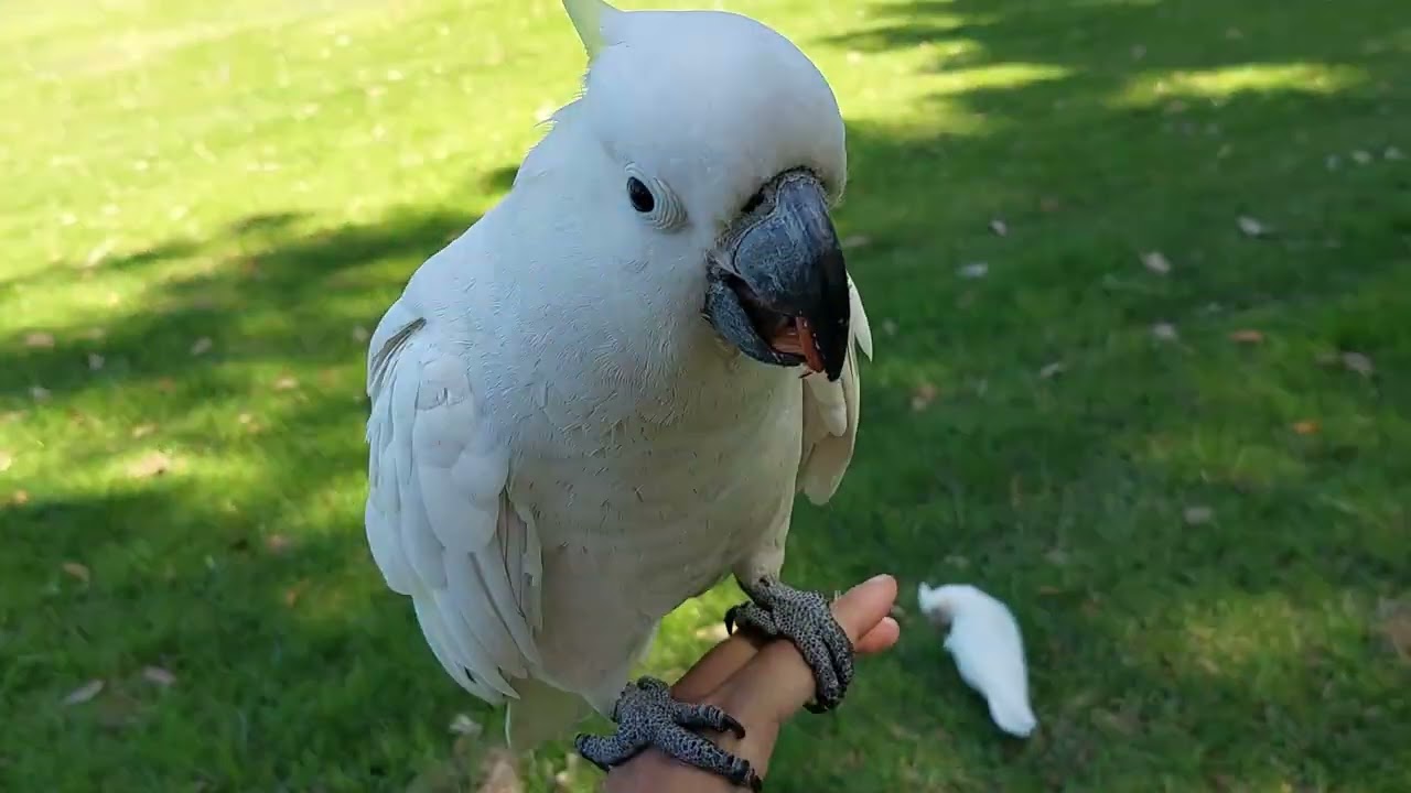 Cockatoos at Centennial Park, one flew on my head