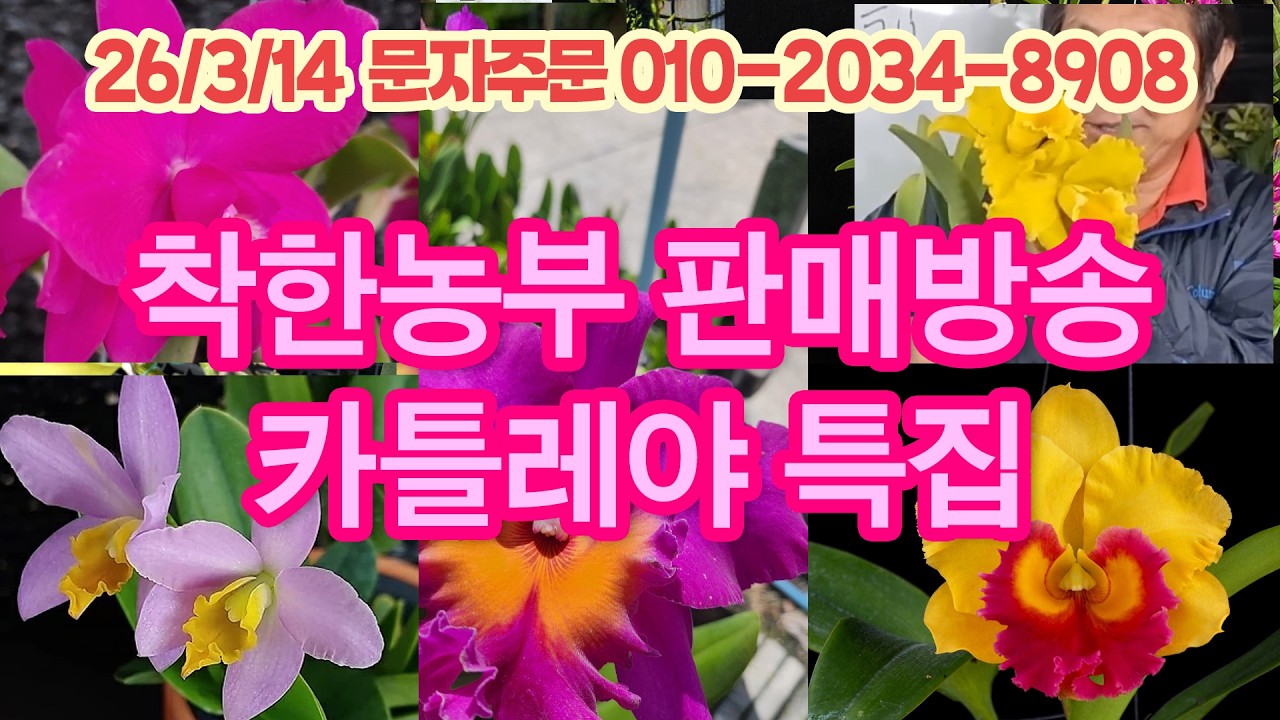 카틀레야 특집 찐향기 난초 130종 세월농부 판매방송