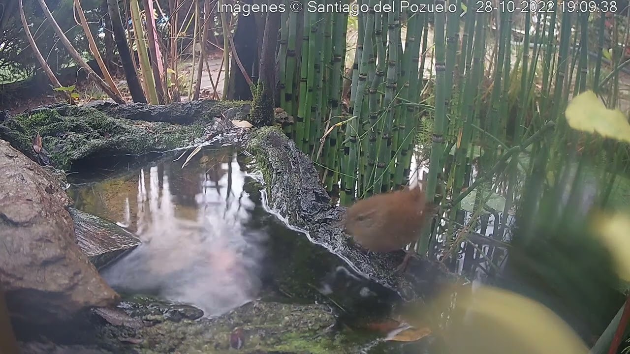 El baño del CHOCHÍN - Estanque de fauna silvestre C. Villalba
