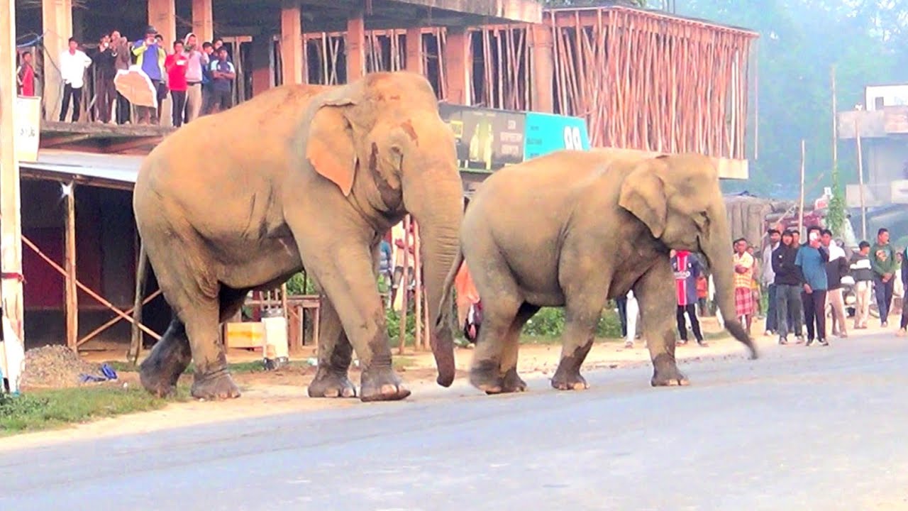 Nature Meets Civilization — Elephant Herd Crosses Busy Assam Highway | NH 39 Numaligarh