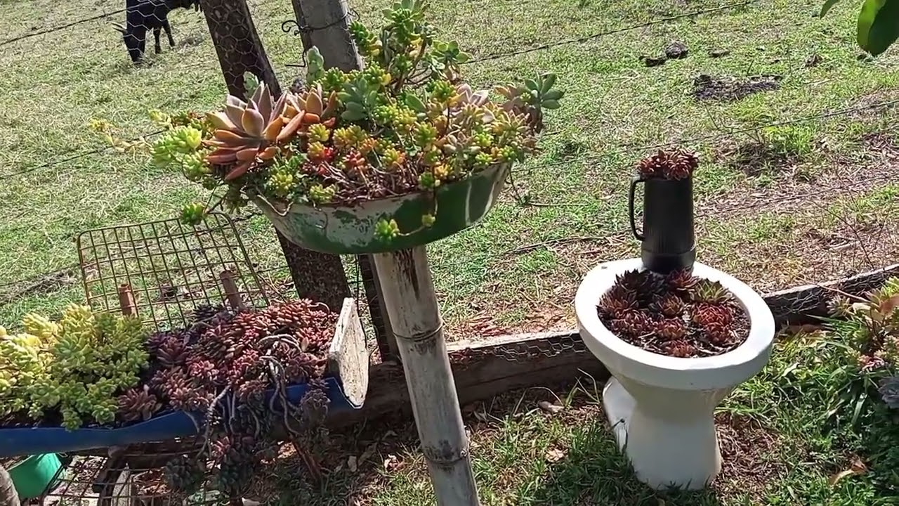 Suculentas simples mas encantadoras, reciclando a natureza agradece 