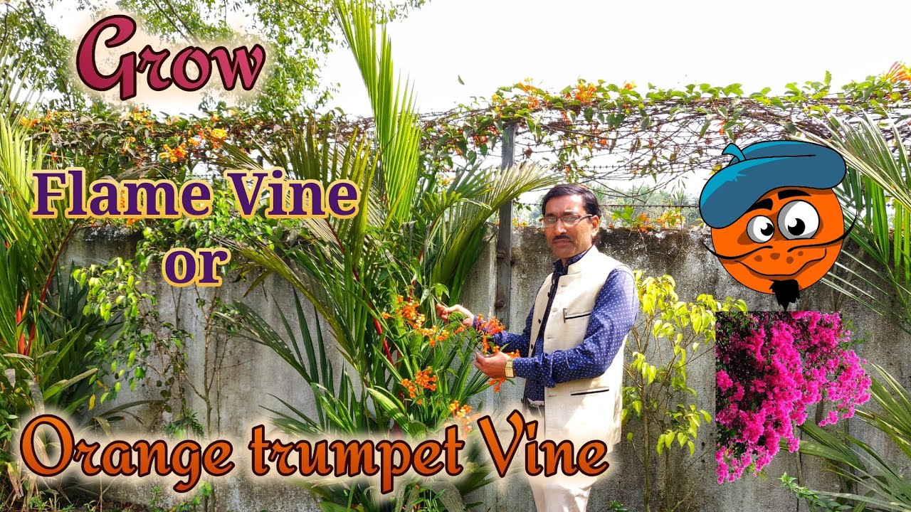Grow Flame Vine or Orange Trumpet Vine Just Without any Care
