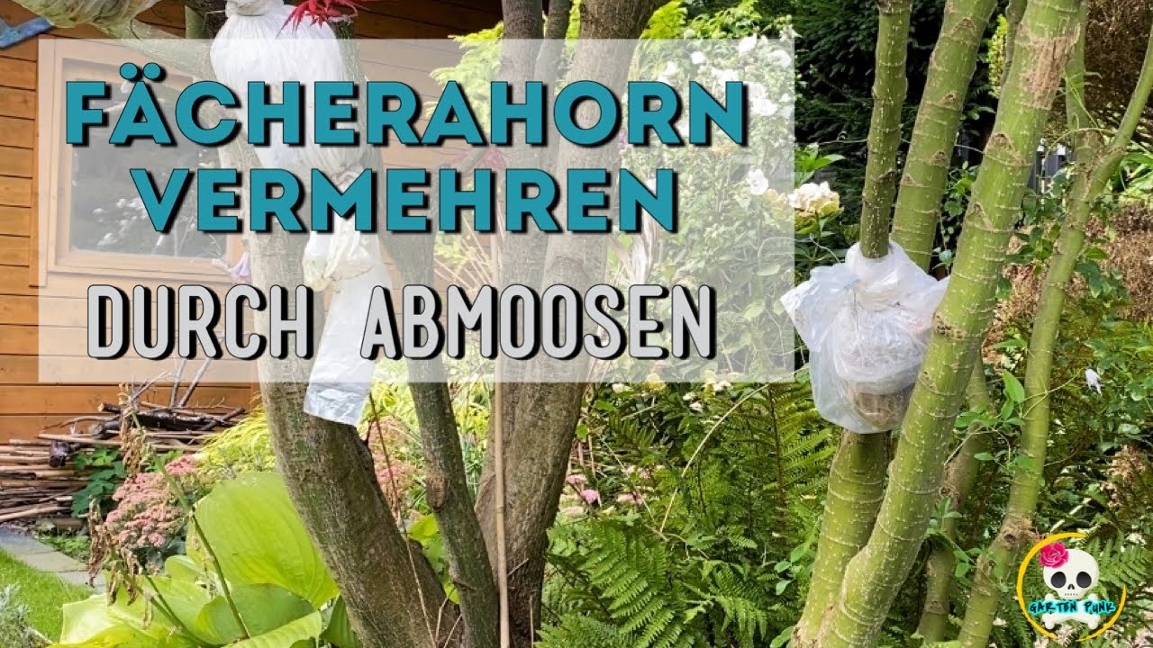 AHORN VERMEHREN durch ABMOOSEN - F&Auml;CHERAHORN ABMOOSEN - Bonsai selber machen