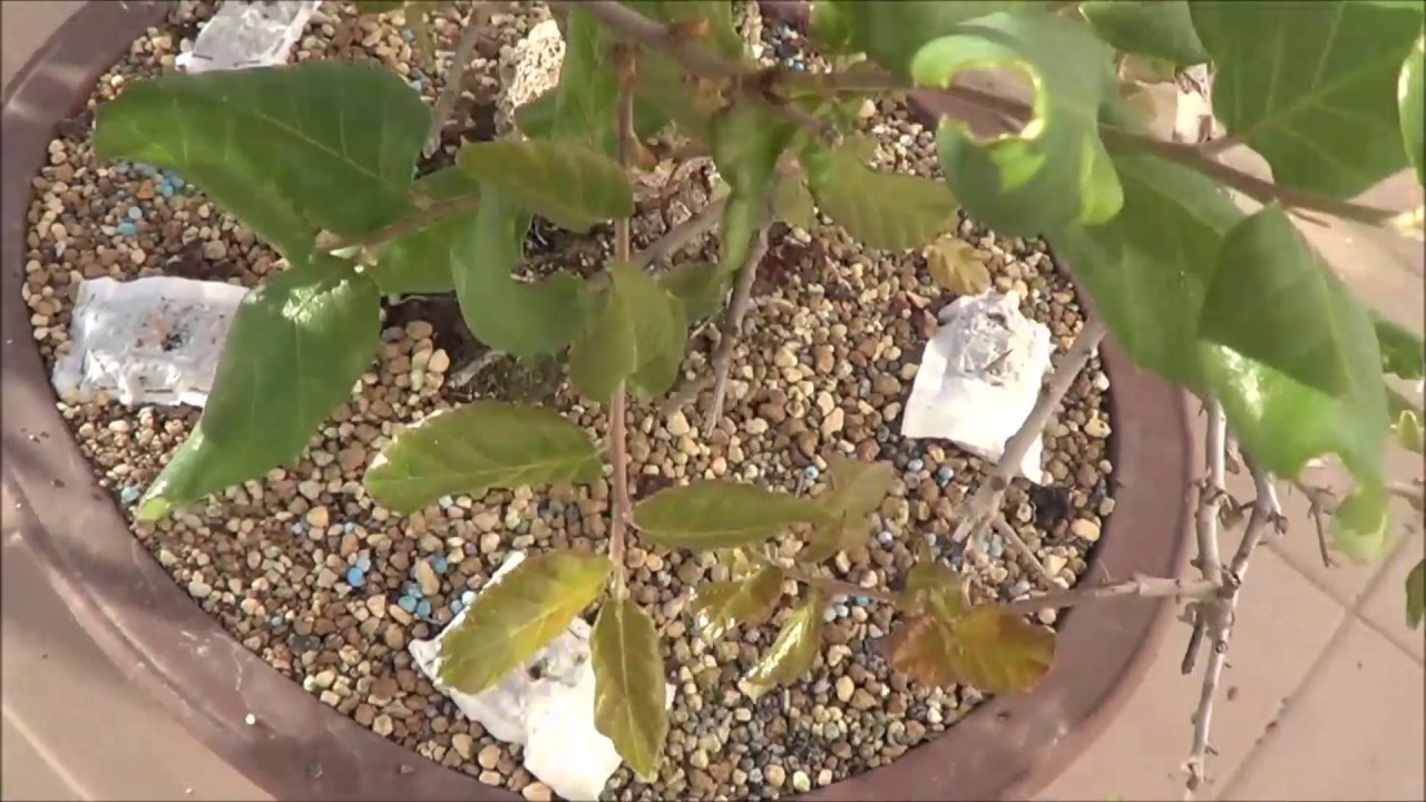 Defoliado alcornoque o Querqus suber.