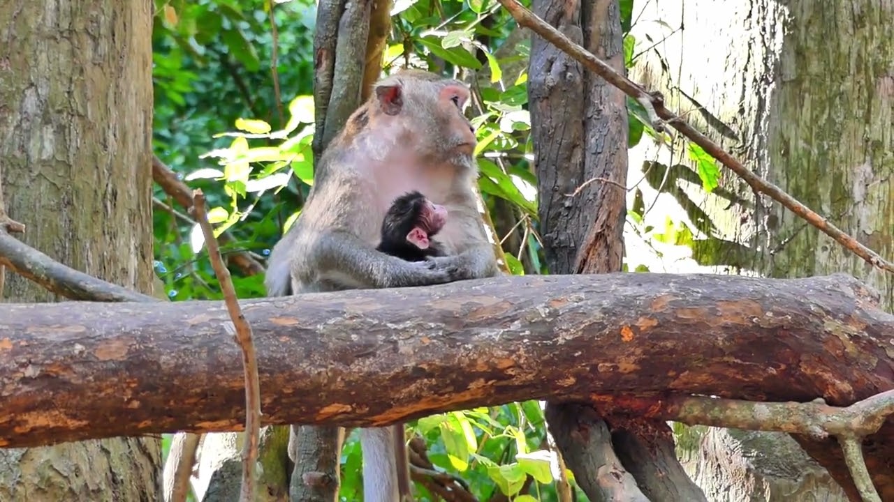 Gladis monkey monkey , She keep baby on chest and never out from her,