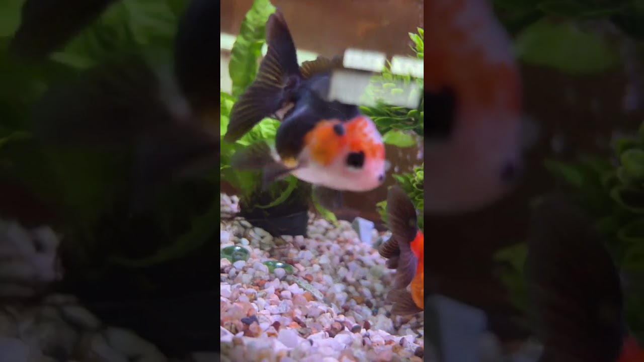 5 minutes of goldfish