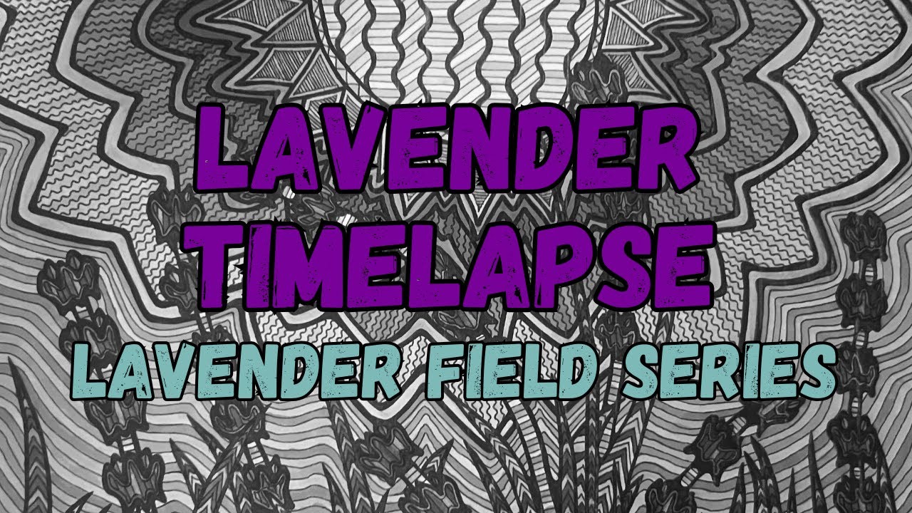 Lavender Field Series: Lavender Timelapse