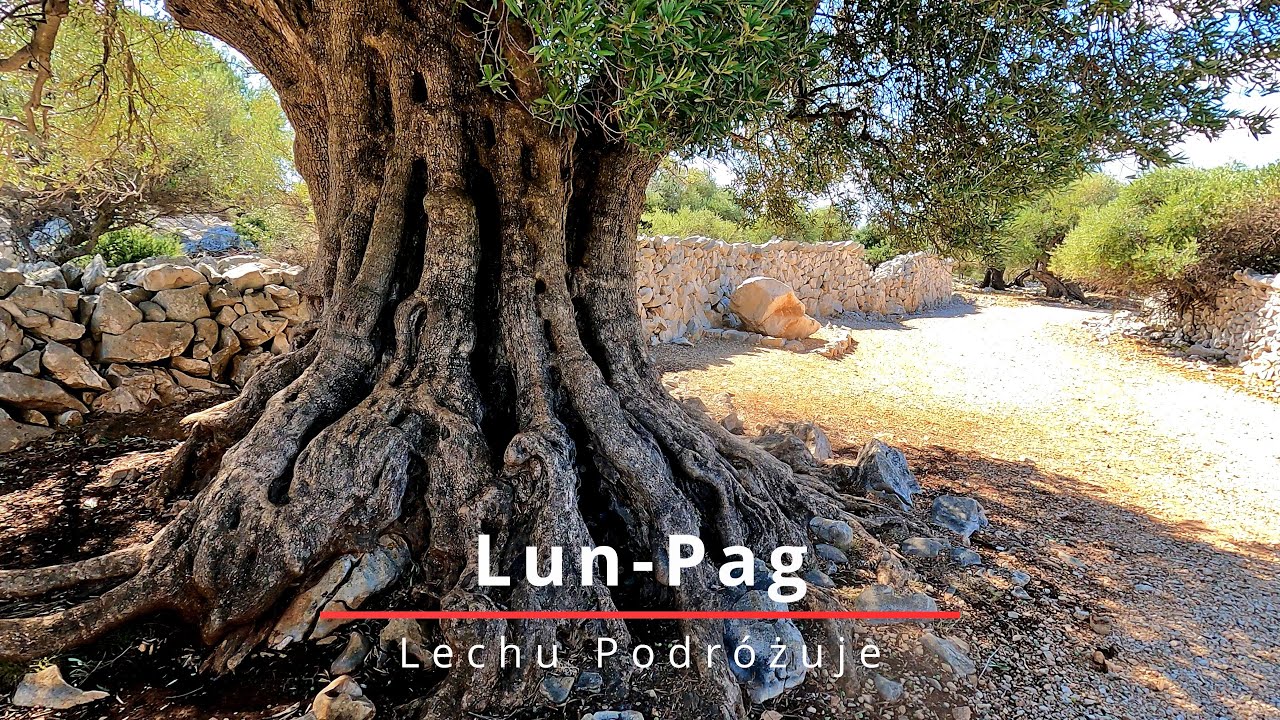 Gaj oliwny w Lun, wyspa Pag