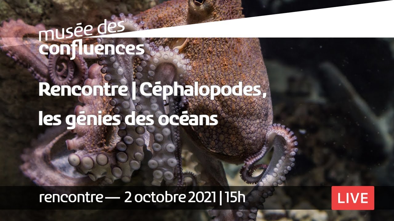 Fête de la science 2021 | Rencontre | Céphalopodes, les génies des océans
