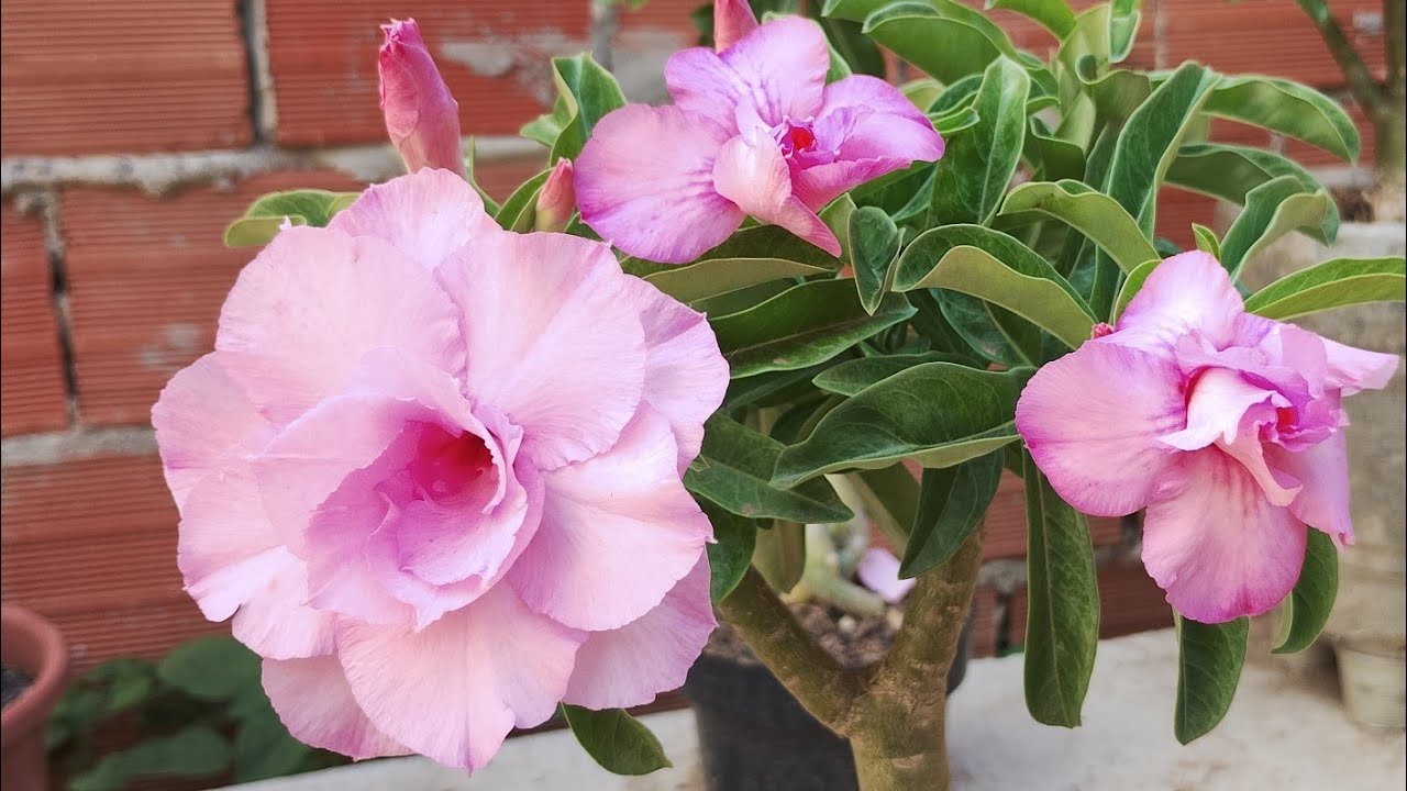 OLÁ PESSOAL BOM DIA VAMOS VER FLORES 🌺🌺🤩