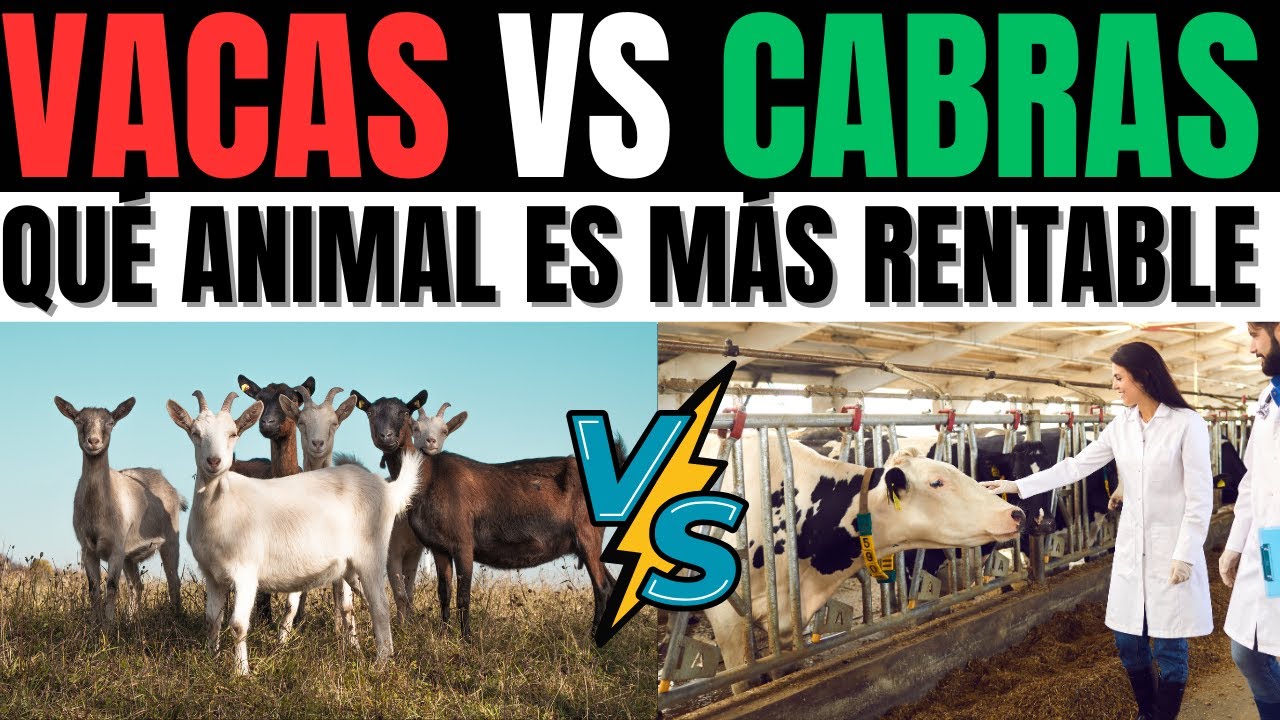 &iquest;Vacas o Cabras  La respuesta DEFINITIVA sobre qu&eacute; animal es m&aacute;s rentable