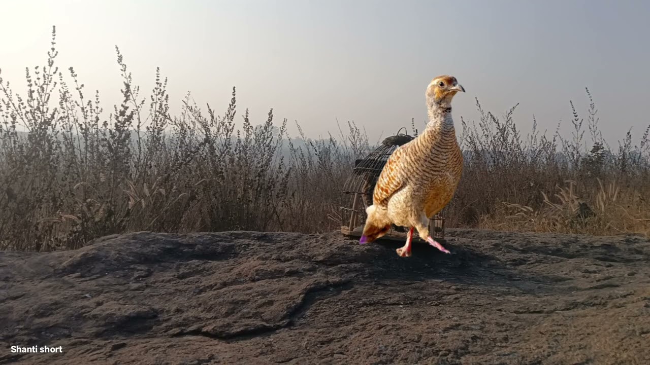 Khubsurat bird's ki awaaz grey francolin voice partridge hunting sound titeer voice irn teetar awaaz