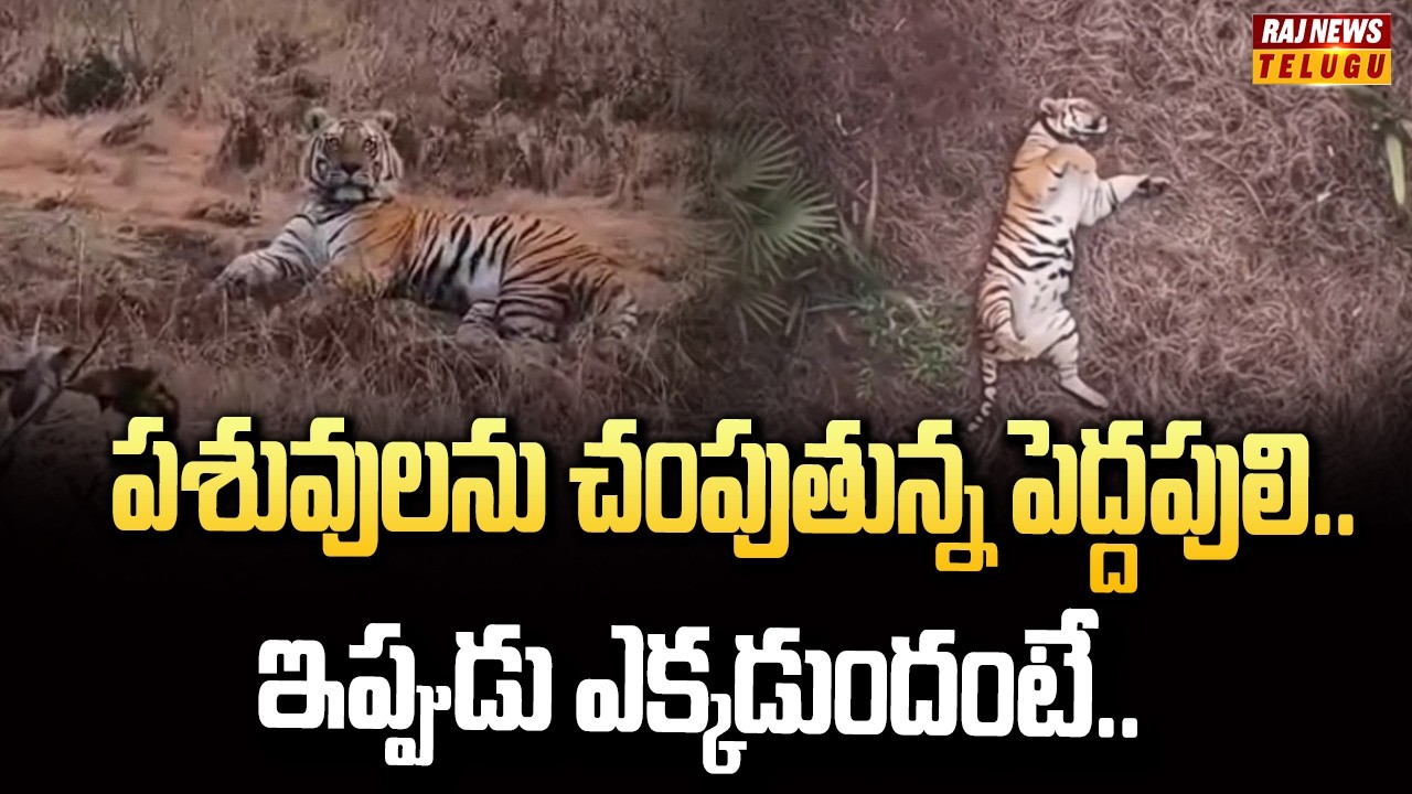 పశువులను చంపుతున్న పెద్దపులి..ఇప్పుడు ఎక్కడుందంటే..| Tiger Spotted Near Polavaram | Raj News
