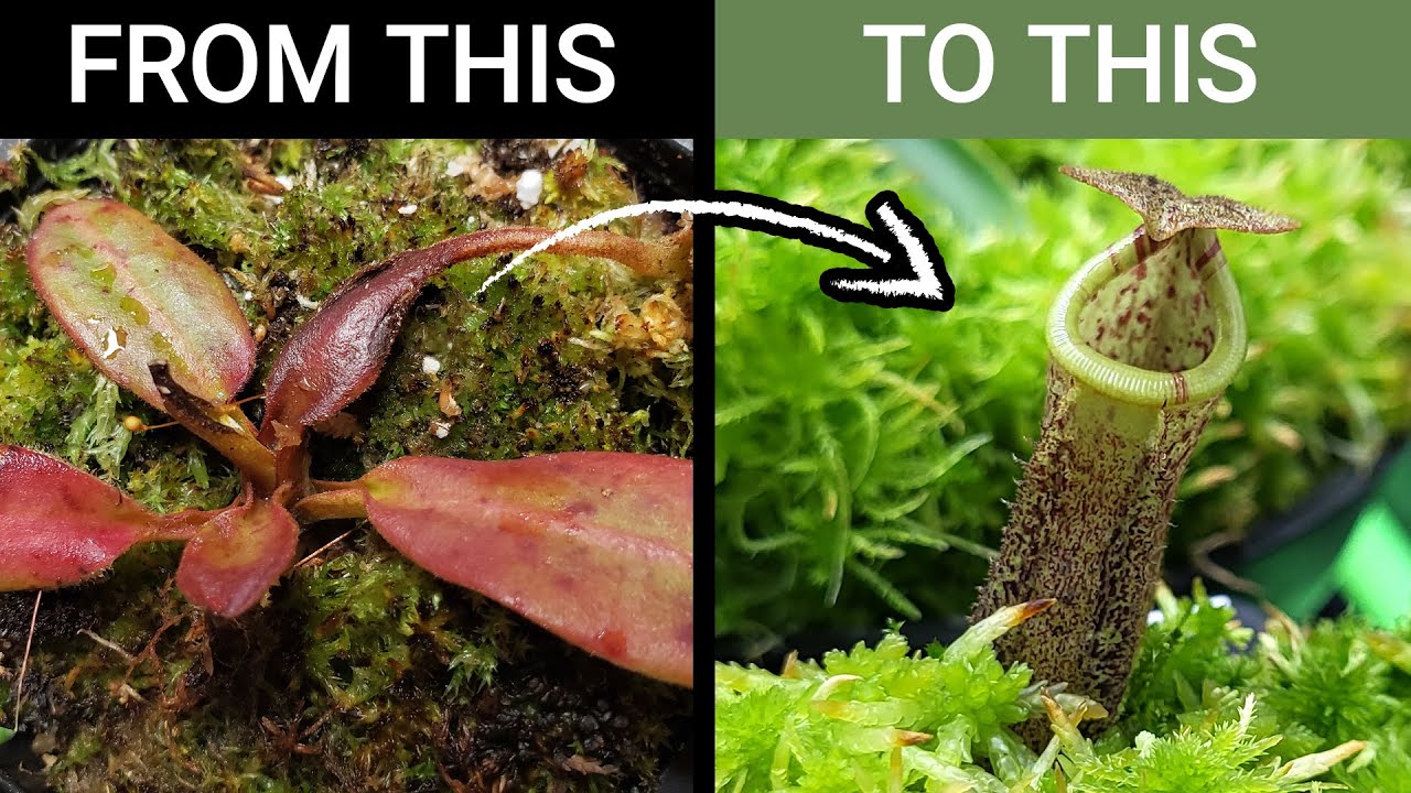 Мой трюк по спасению умирающего привередливого непентеса — последняя попытка перед мусором