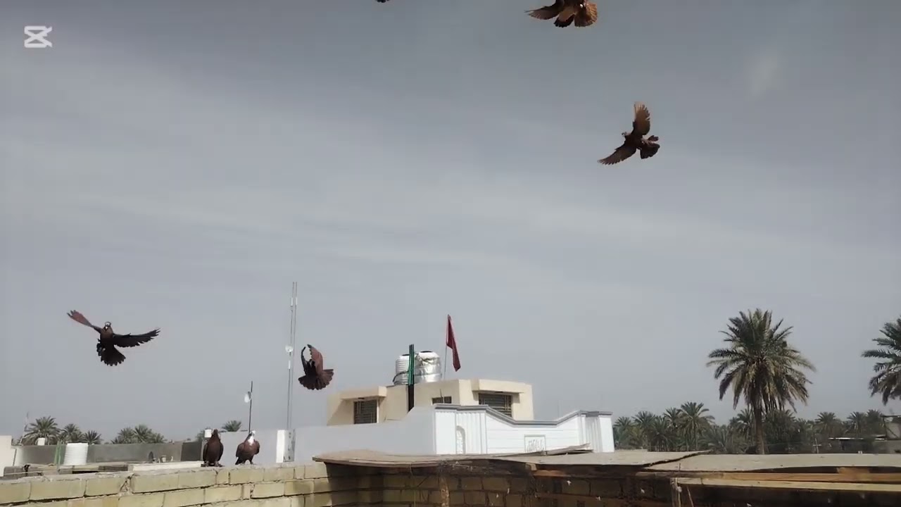 يوميات صطح 