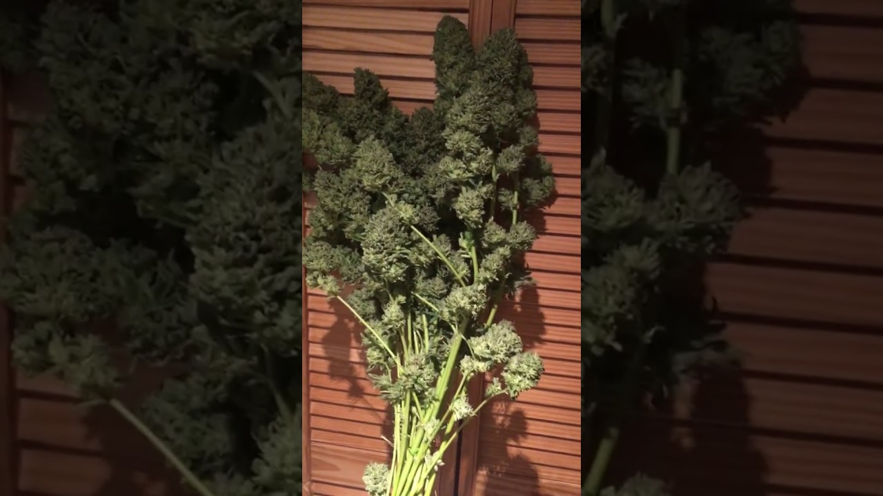 Time To Dry The Wedding Cake : Toronto Outdoor Grow 2019