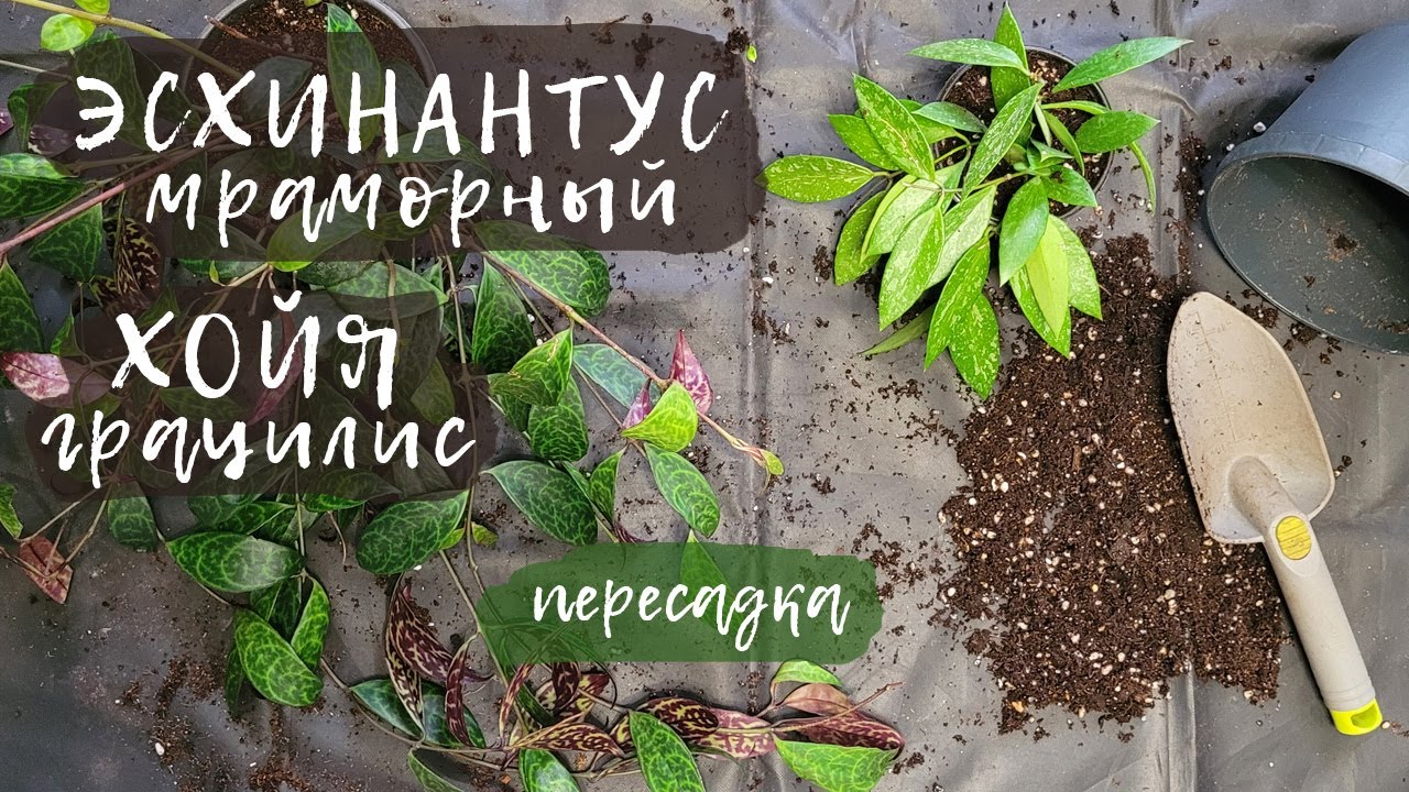 Эсхинантус мраморный и хойя грацилис | Пересадка новинок