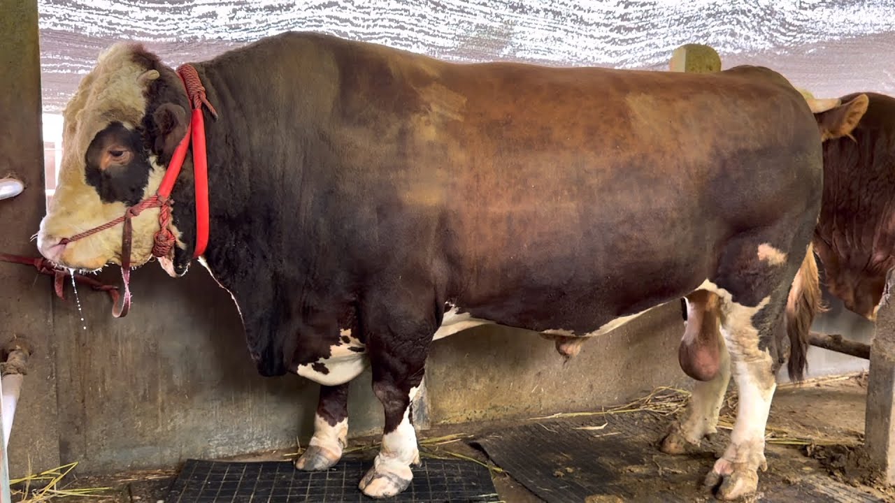 SAPI TERBESAR WONOSOBO, REDAM TERBARU, siap menjamu peternak Indonesia 🔥
