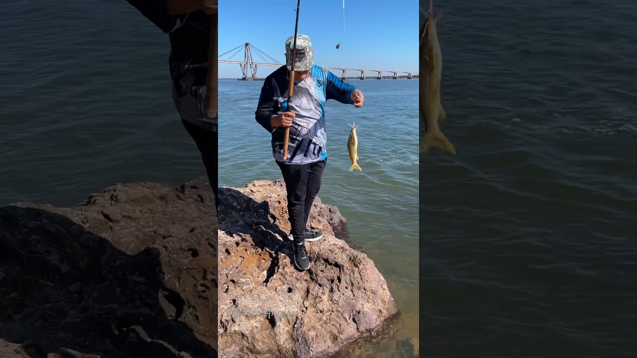 Pesca de bagres amarillos en corrientes capital #pez #fish #fishing #corrientesargentina #pesca