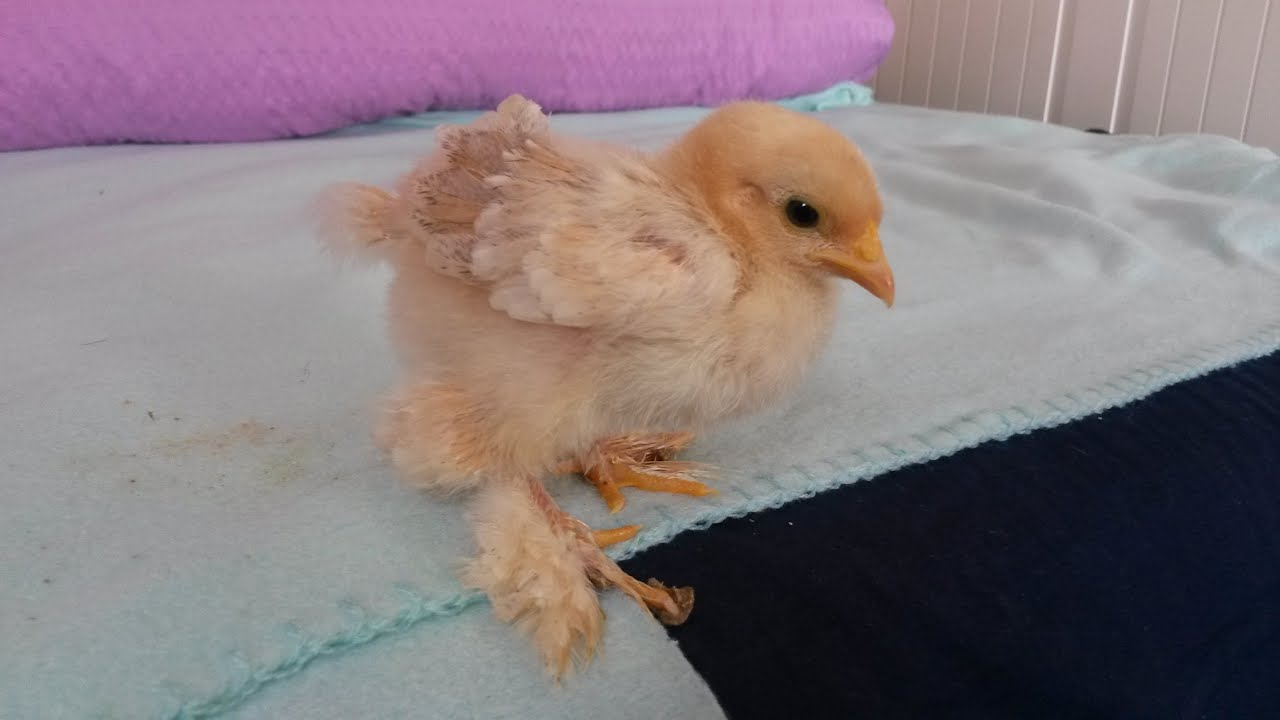 Fußfehlstellung und Küken aus dem Ei helfen/ Zwerghühner Kunstbrut