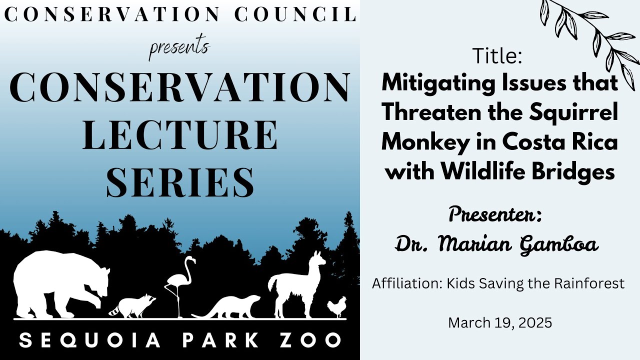 Mitigating Issues for Squirrel Monkeys in Costa Rica with Wildlife Bridges – Gamboa – 03/19/25 SPZ