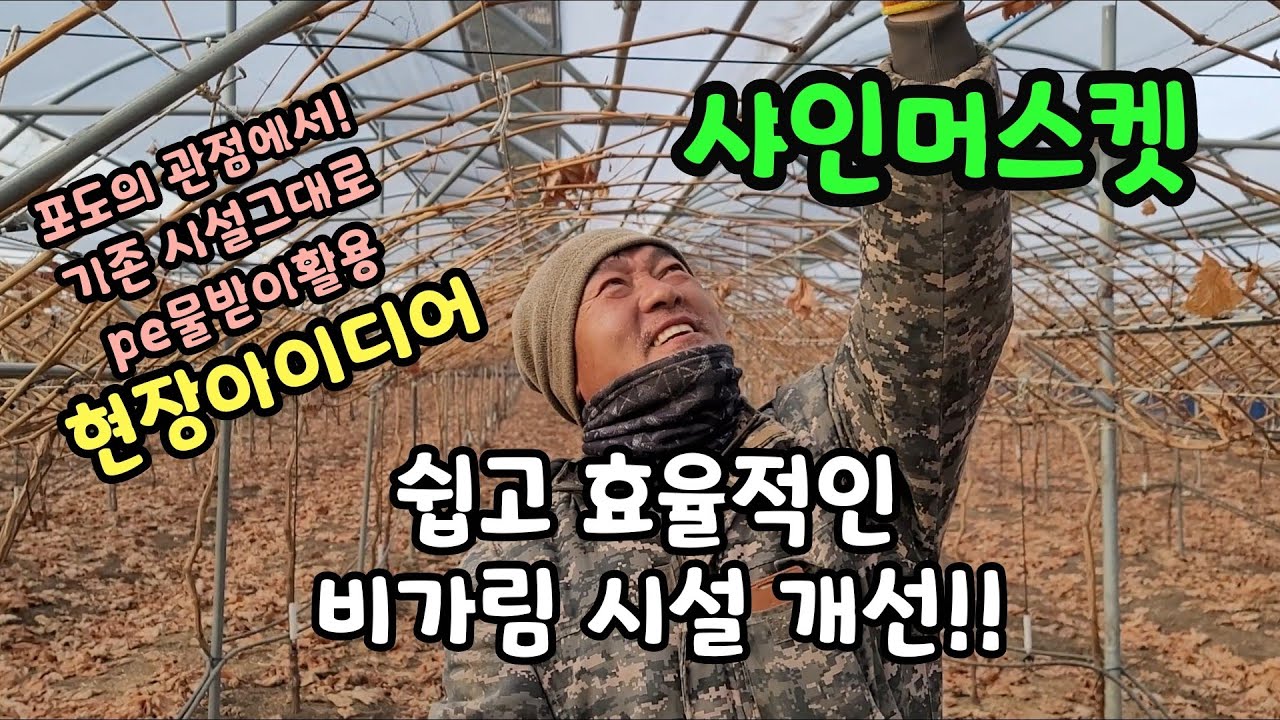 샤인머스켓 포도 비가림 시설 효과적 개선사례 쉽고 편리한 미니연동 포도의 관점에서 바라보기