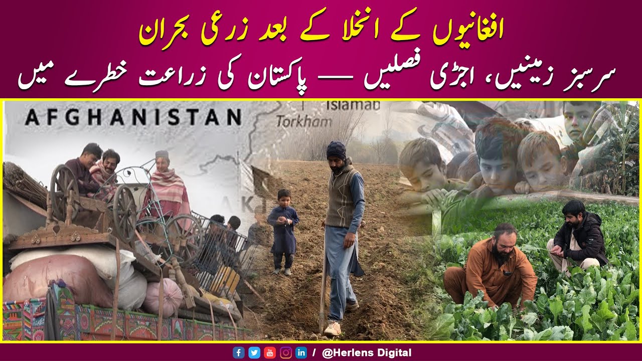 Afghan Return Migration | Pakistan’s Agriculture at Risk After Afghan Workers Leave | Farming Crisis