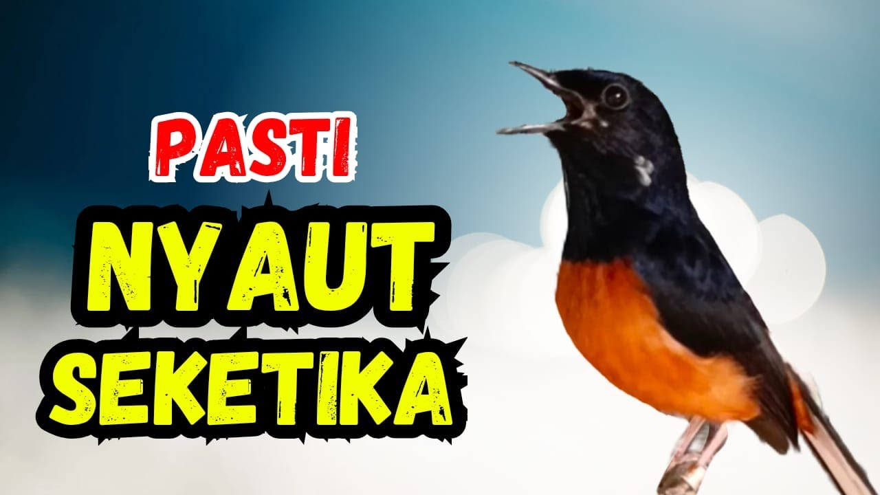 PASTI NYAUT‼️pancingan murai batu gacor sangat AMPUH jadikan murai DIAM langsung bunyi GACOR nyaut