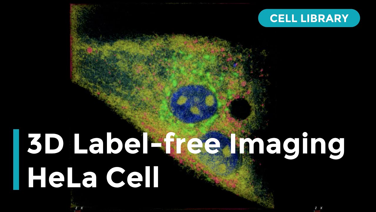 3D Label-free Imaging of HeLa Cell