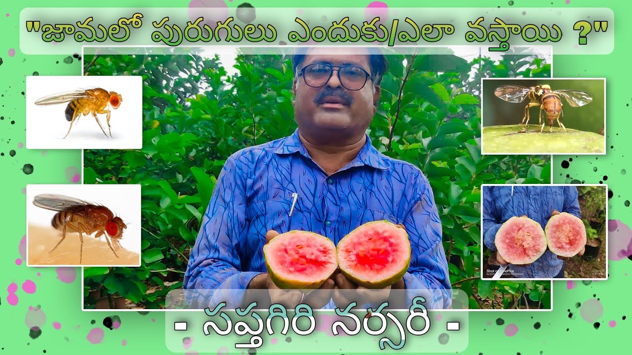Fruit Fly || Japanese Rose || Saptagiri Nursery
