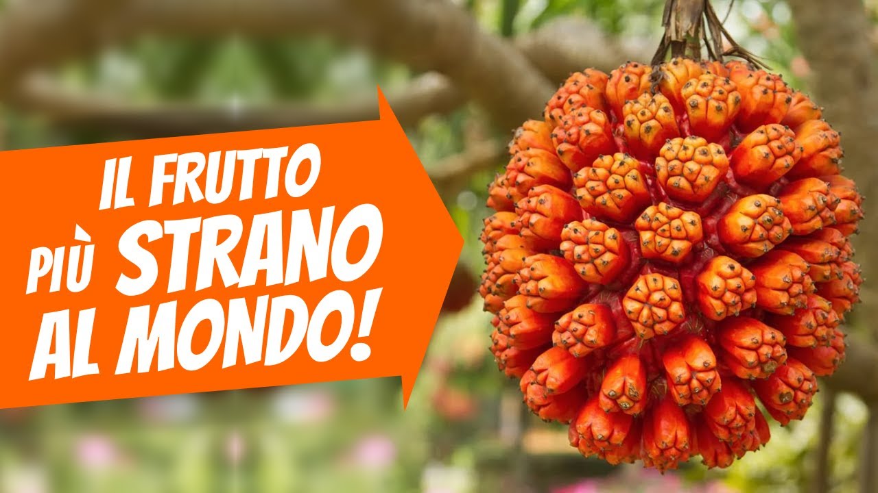 TOP 10 FRUTTI TROPICALI CHE NON CONOSCI