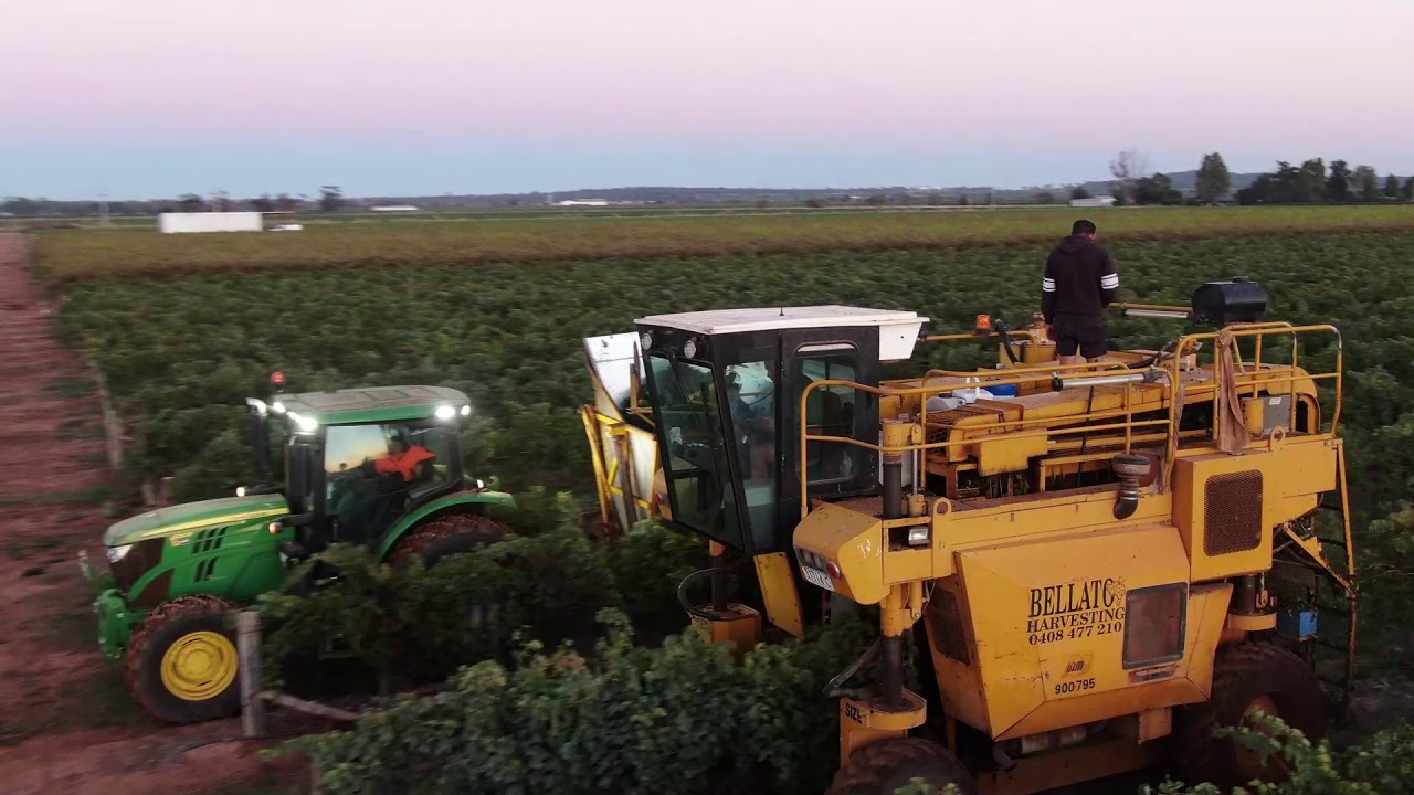 Griffith Grape Harvest