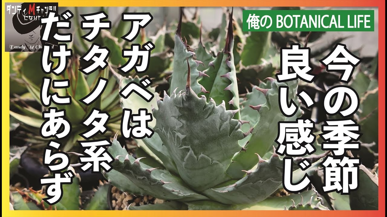 良い感じになってきた！アガベチタノタ系以外　ハウス内の良くなってきた株を見ていきます。イシスメンシス・ロマニー・パリー・笹の雪・ハイブリッドなど