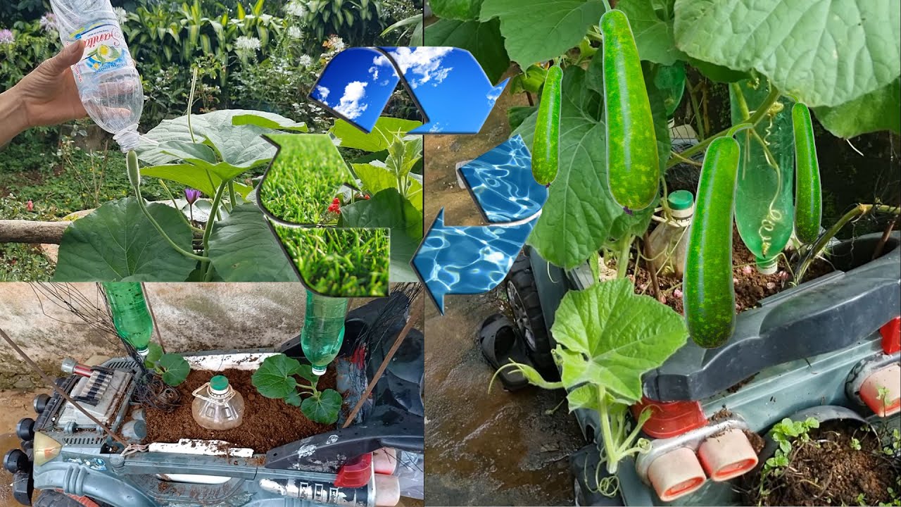 How to grow a long gourd in a baby car?
