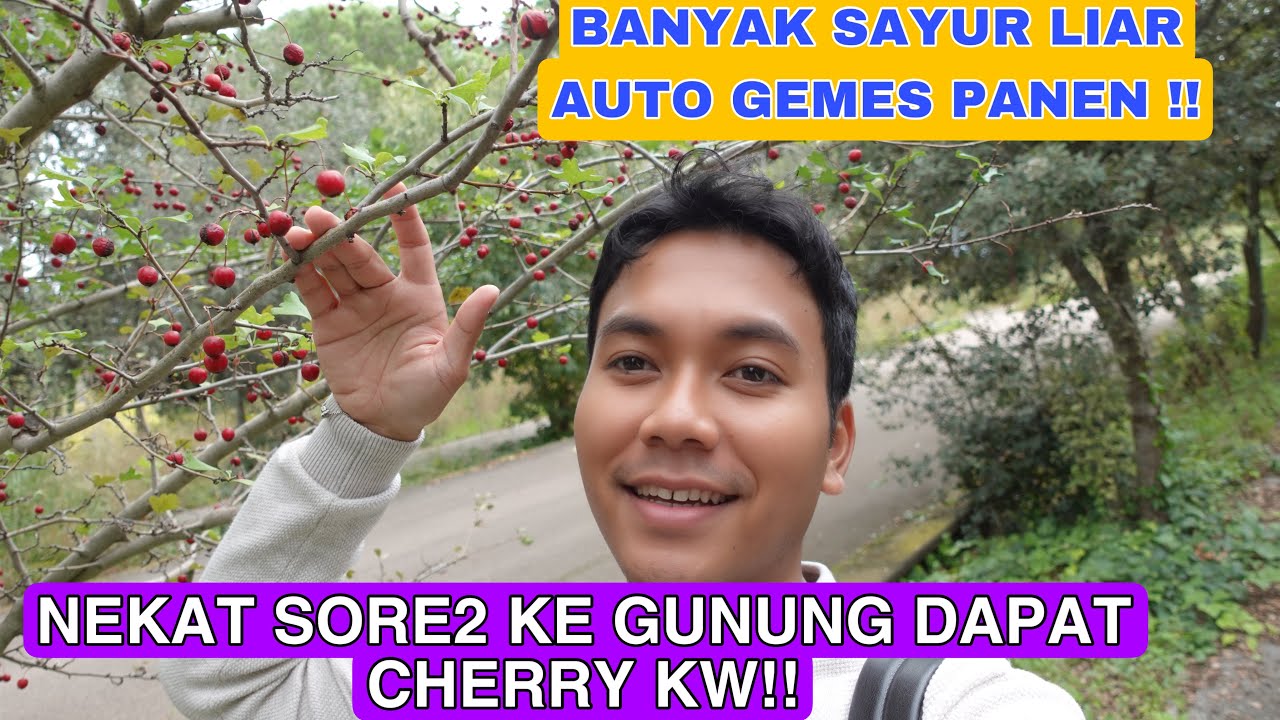 NEKAT SORE HARI KE GUNUNG DAPAT CHERRY KW !! DAN BANYAK SAYUR LIAR!! AUTO GEMES PANEN!!