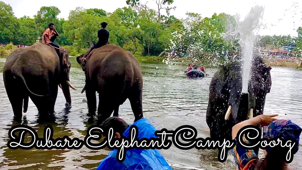 Bathing The Elephants And Much More At Dubare Elephant Camp Coorg | Coorg Tour Vlog | AfYuMa Vlogs