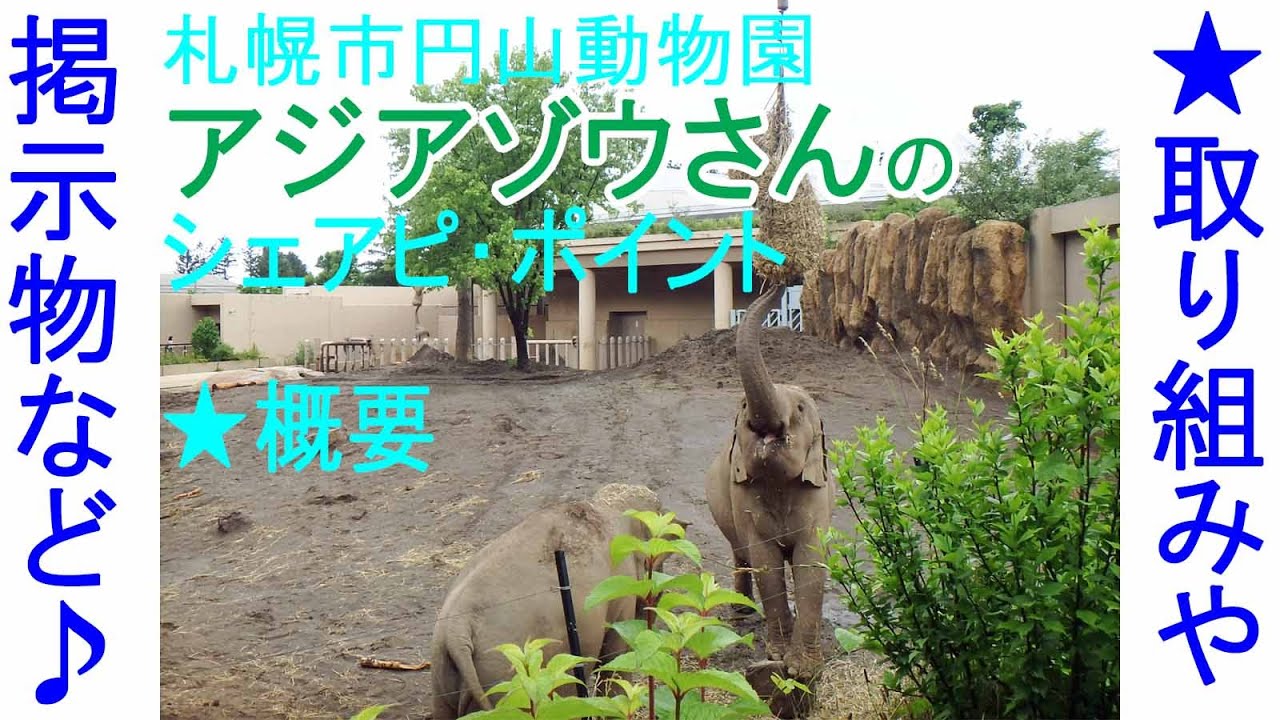 アジアゾウさんのシェアピ・ポイント★概要★取り組みや掲示物など★札幌市円山動物園★