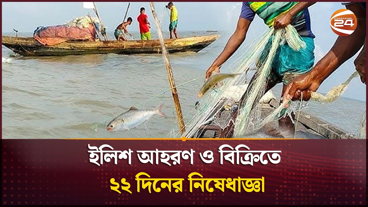 ইলিশ আহরণ ও বিক্রিতে ২২ দিনের নিষেধাজ্ঞা | Hilsa fish | Channel 24