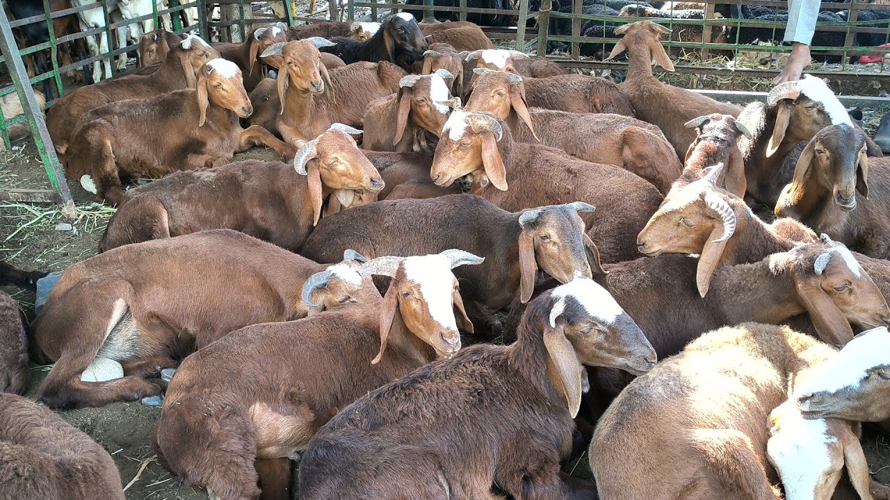 Jiyaguda Goat Market || Qurbani Ke Bakre || Hyderabad, TS.
