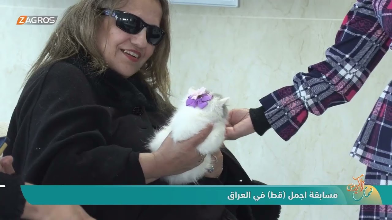 مسابقة اجمل (قط) في العراق | نسمات زاكروس